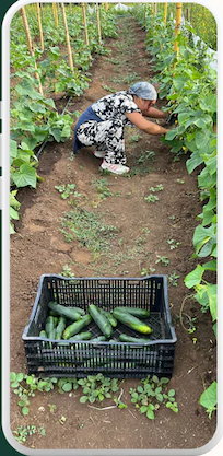 Blue Gaia Organic Farm