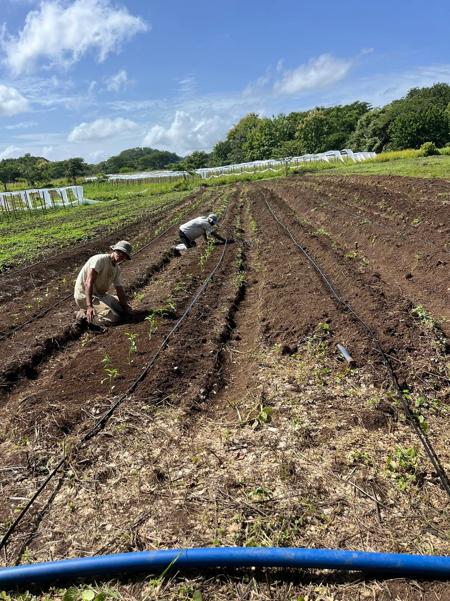 Regenerative agriculture at Blue Gaia